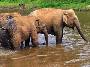 Santuario de elefantes - Tailandia