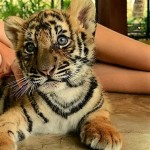 Tiger Kingdom - Tailandia