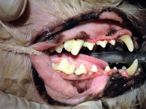 Cuidado dental - mascotas