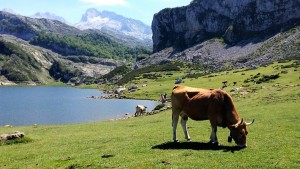 Paisajes naturales - picos de Europa