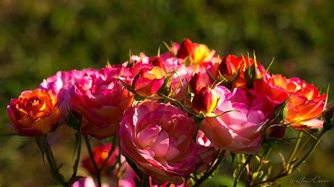 Concurso de Rosas de Barcelona 2016