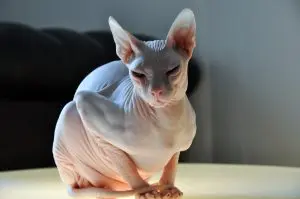 animales-mas-raros