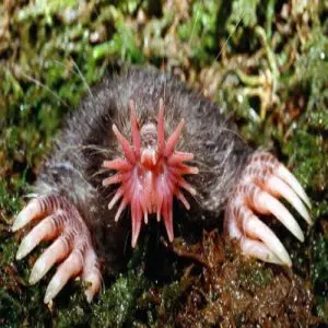 animales-mas-raros-5