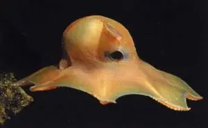animales-mas-raros-6