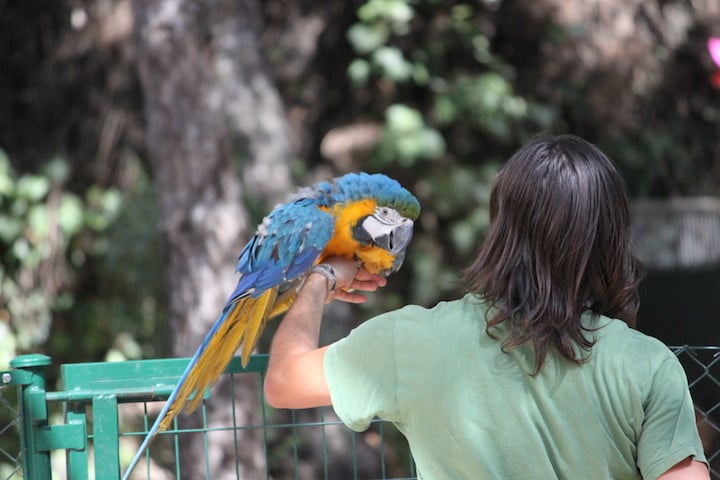 domesticar-a-un-loro