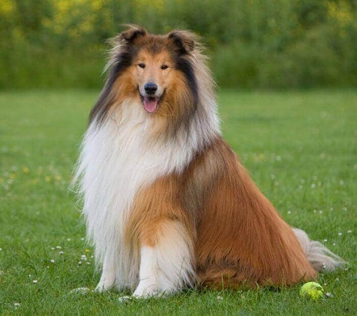 razas-de-perro-collie
