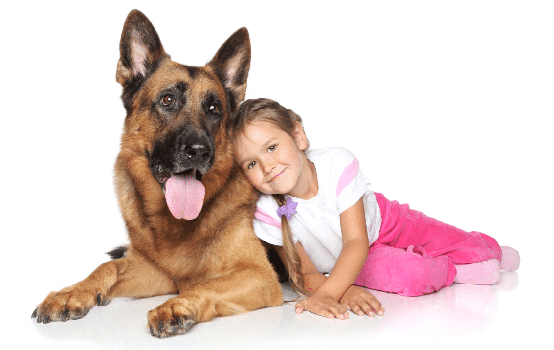 razas-de-perro-pastor-aleman