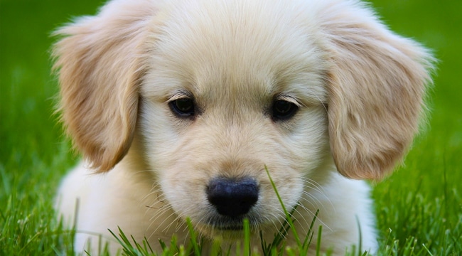 razas-de-perro-golden-retriever
