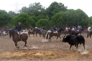 ¿Estás de acuerdo con el TC en la prohibición de matar al Toro de la Vega?