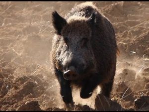 Abolir la caza en España