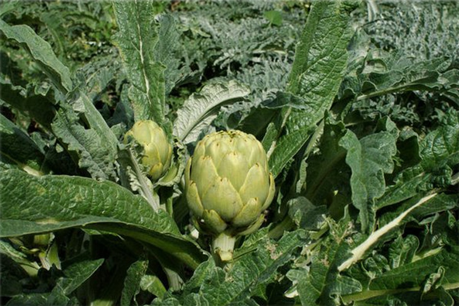 Propiedades de la alcachofa