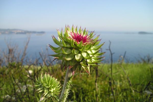 Propiedades del Cardo Mariano