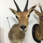 ¿Están indefensos los cazadores ante los ataques de los animalistas en RRSS?