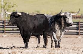 corridas de toros ¿FIESTA NACIONAL o VERGÜENZA NACIONAL?