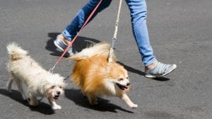 ¿Dónde dejo mi mascota durante mis vacaciones