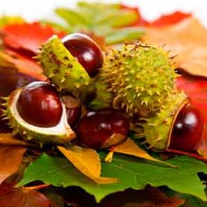 Castaño de Indias: el mejor aliado contra las varices.