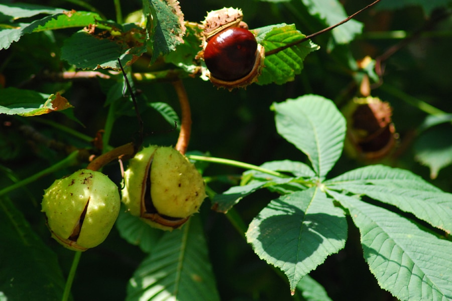 Castaño de Indias: el mejor aliado contra las varices.