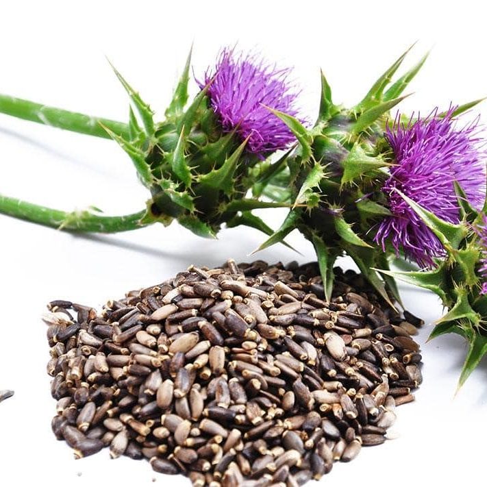 silimarina y sus propiedades saludable. Imagen de cardo mariano