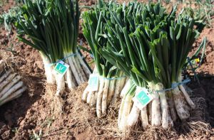 Los Calçots, el Rey indiscutible de la cocina catalana