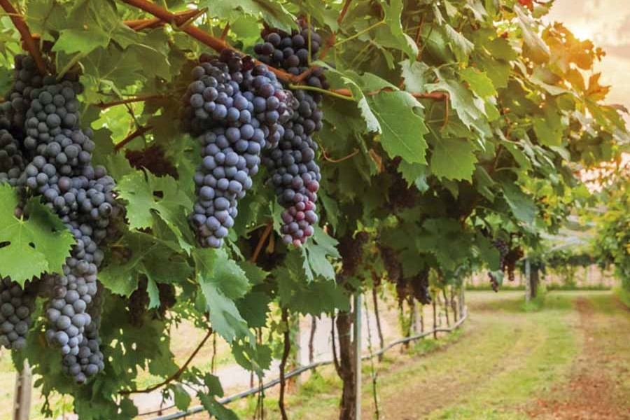 Cómo leer la etiqueta de una botella de vino
