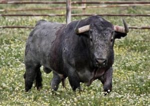 Como ya es habitual hemos realizado la siguiente pregunta sobre la tauromaquia española y te invitamos a participar: ¿Estás de acuerdo en prohibir las corridas de toros en España?