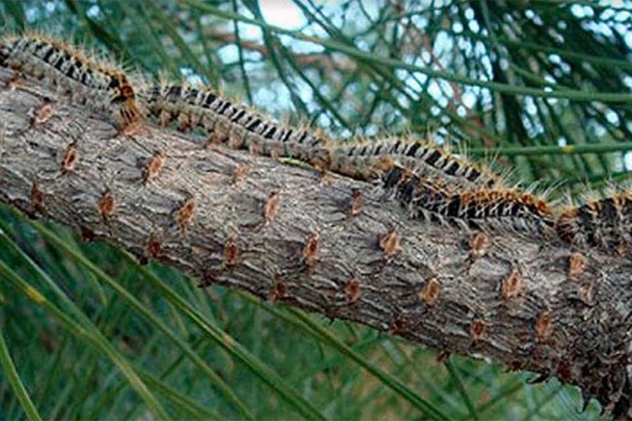 oruga-procesionaria-como-erradicarla