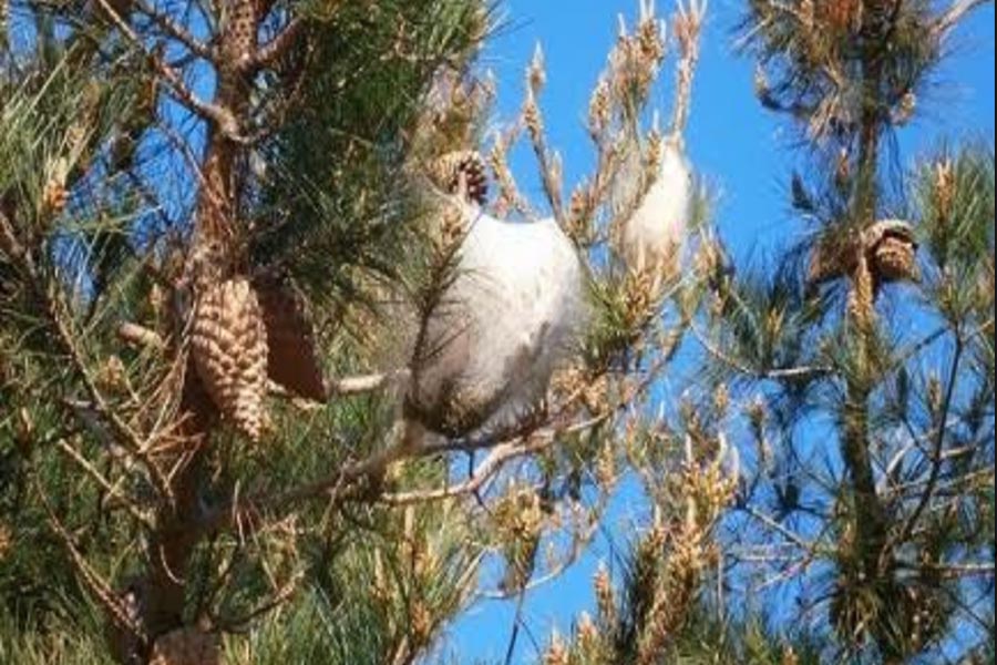 oruga procesionaria como erradicarla