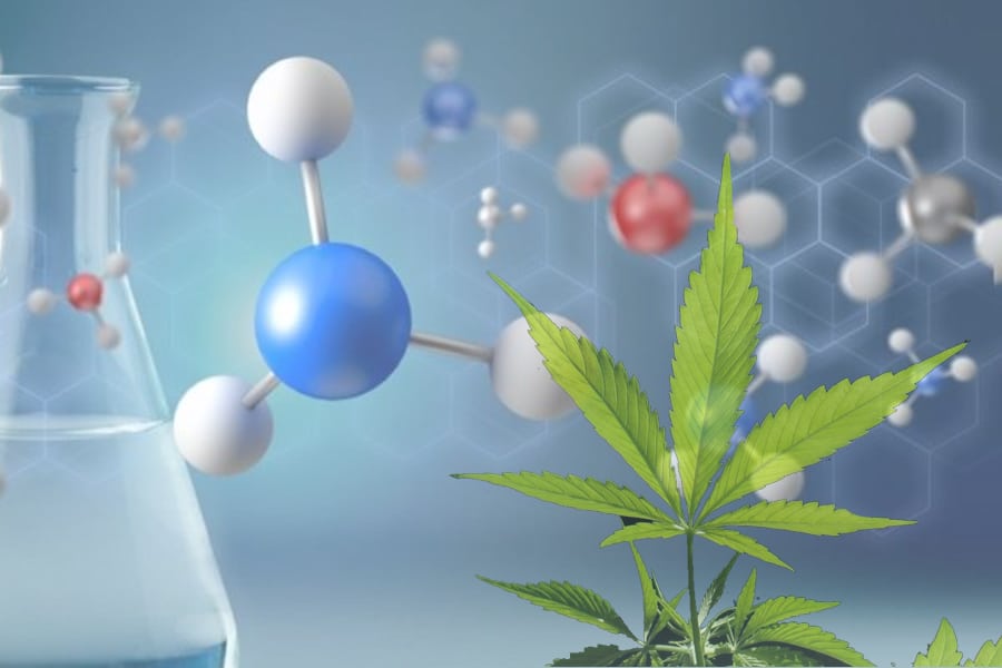CANNABIDIOL, un remedio natural para nuestro organismo.