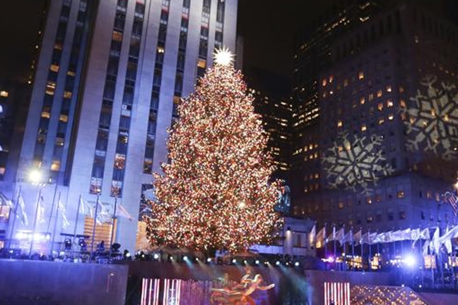 El abeto o pino, uno de los símbolos de la Navidad-2