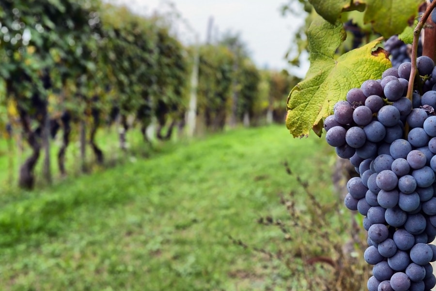 Tienda de vinos online consejos para elegir tu vino ideal