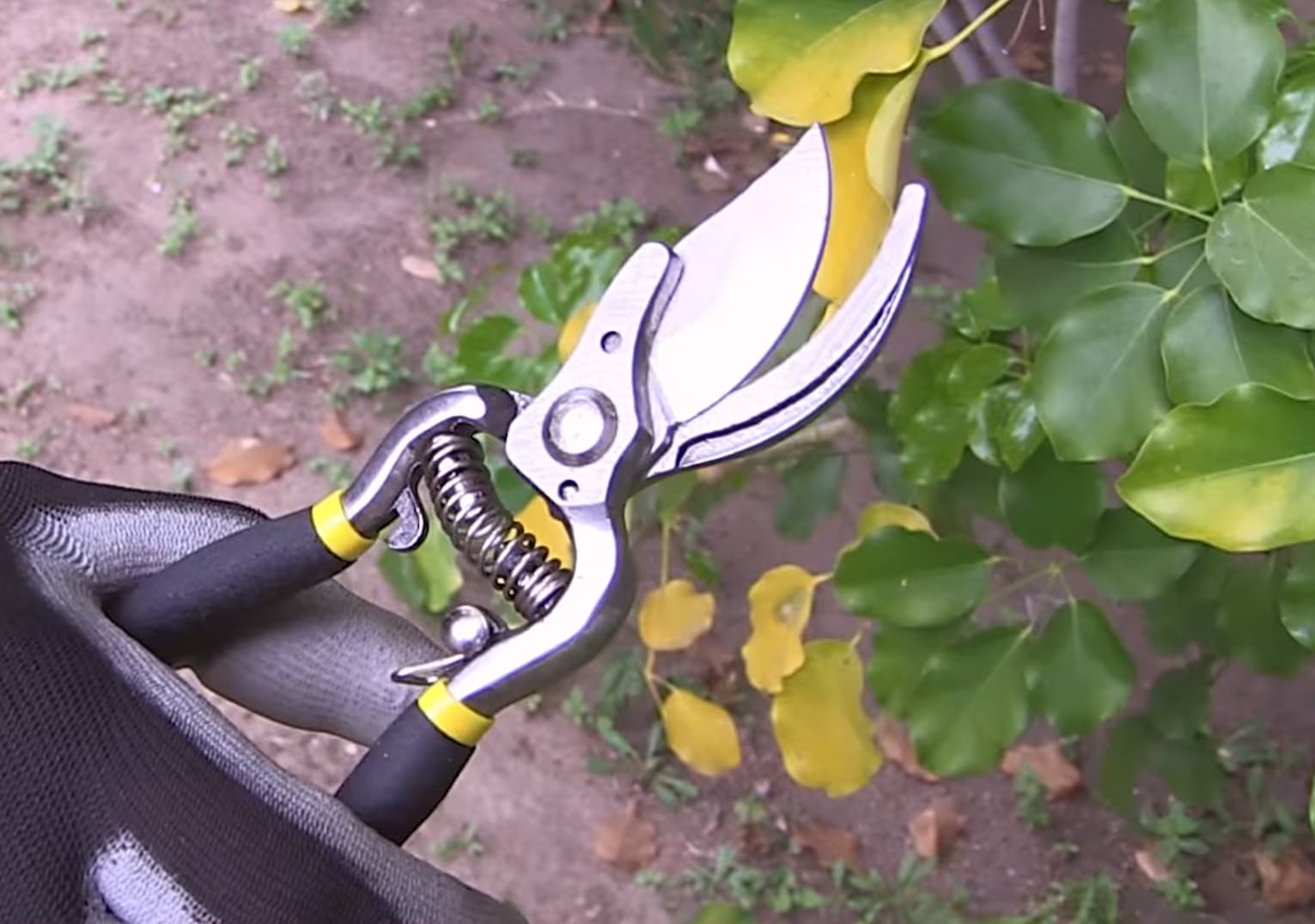 Cuándo es la mejor época del año para la podar árboles