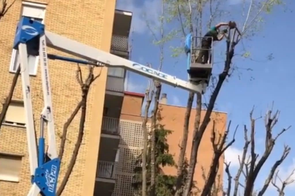 Poda en altura: 7 maneras de hacerlo