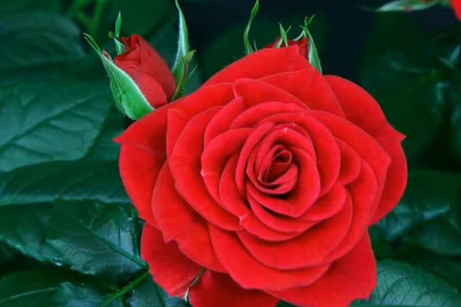 Cuándo y cómo podar la reina de las flores, La ROSA