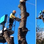 Tala de árbol, un trabajo complicado pero, en ocasiones, muy necesario