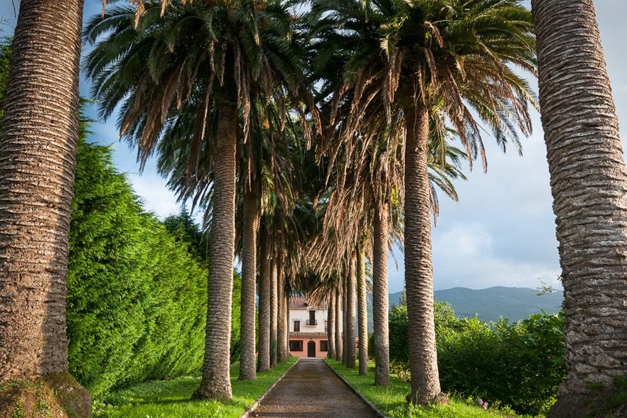 Las palmeras, las plantas ornamentales por excelencia