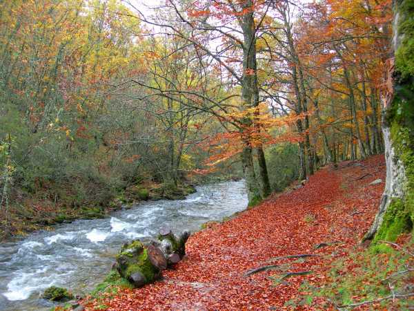 Los 5 Bosques más bonitos de España en Otoño-1 (4) Los 5 Bosques más bonitos de España en Otoño