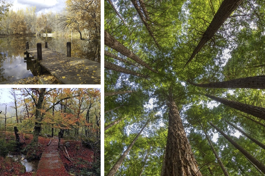 Los 5 Bosques más bonitos de España en Otoño, te los presentamos...