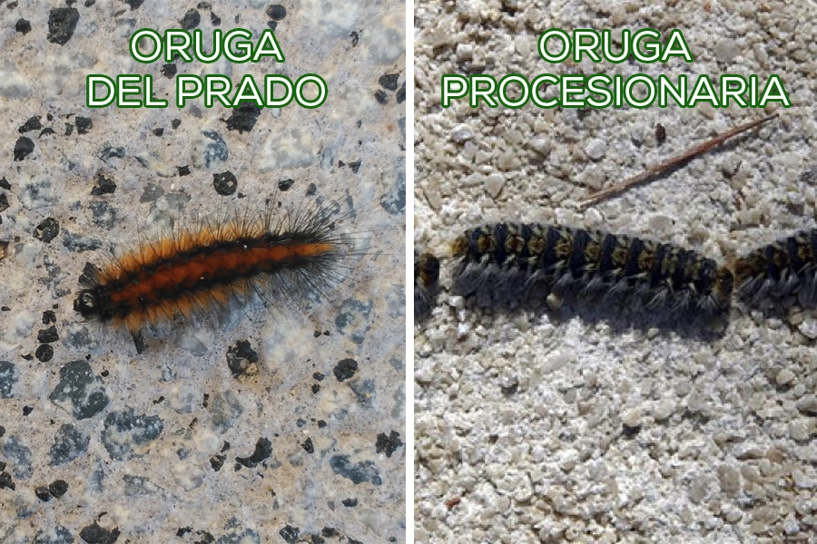 Diferencias entre oruga procesionaria y la de los prados