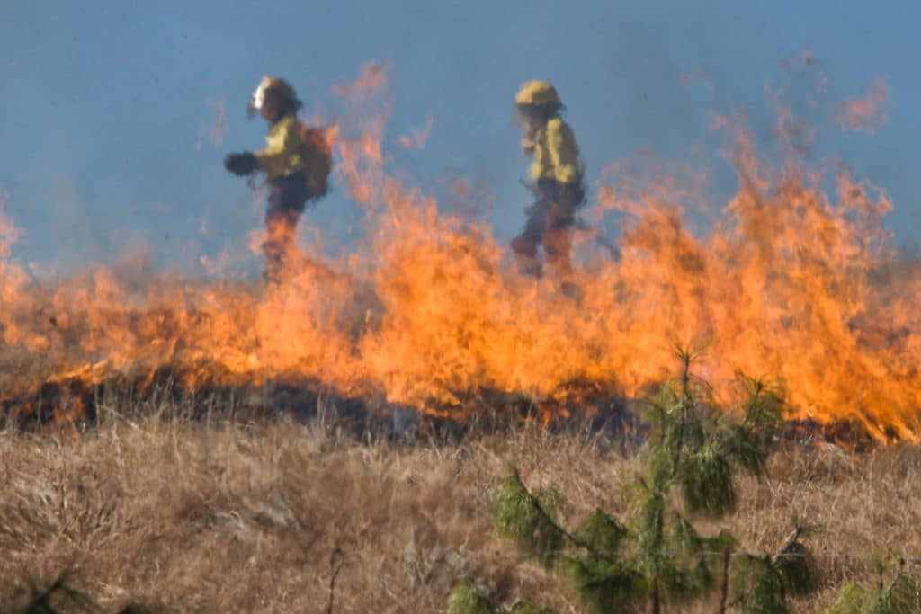 Desbroce en la Comunidad de Madrid la mejor prevención ante los incendios