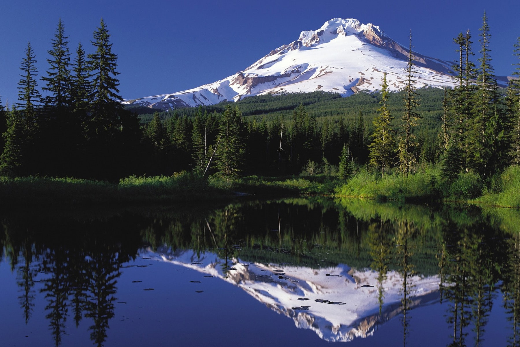 La poda de árboles como alternativa para prevenir incendios