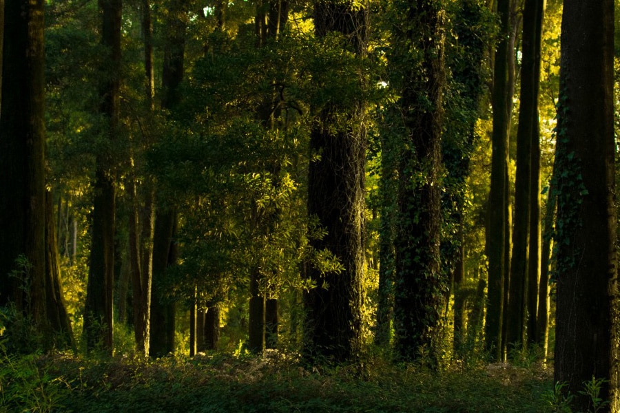 ¿Por qué es importante una buena gestión del arbolado urbano?