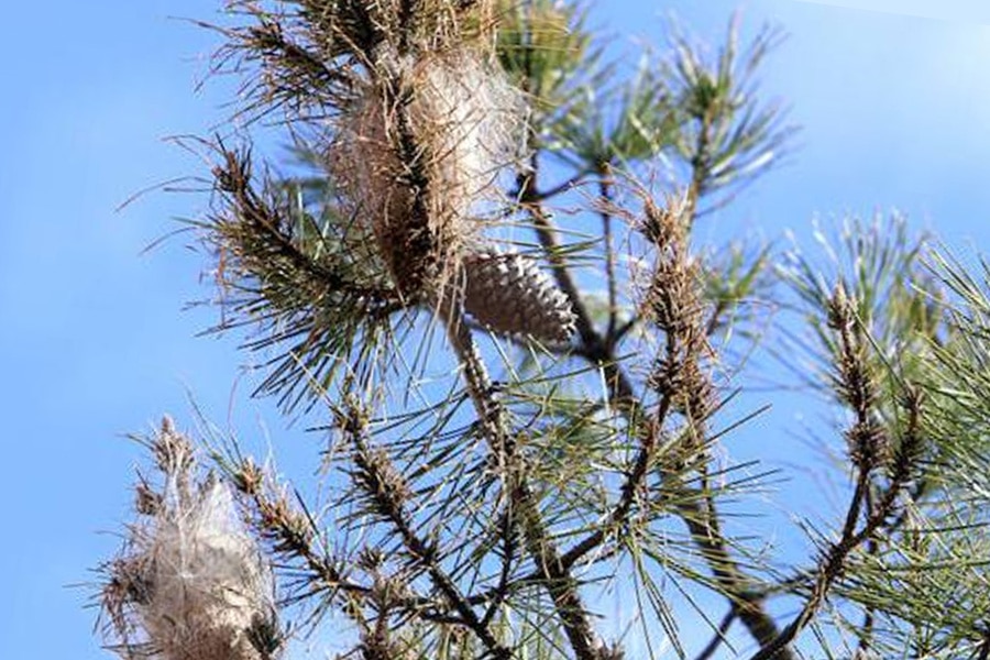 OTOÑO, ESTACIÓN CLAVE CONTRA LA ORUGA PROCESIONARIA