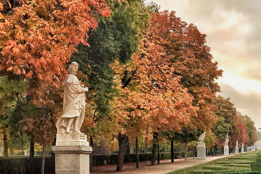 Poda de árboles en otoño: clave para sobrevivir al frío invierno en Madrid