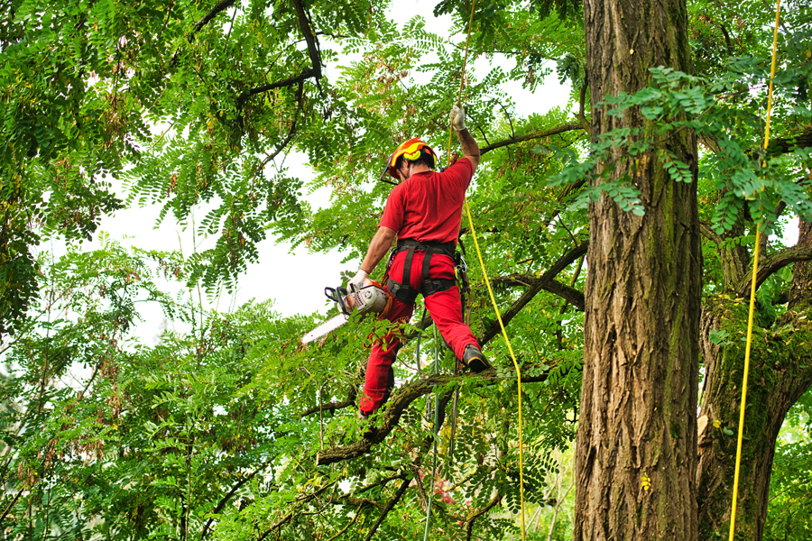 Trabajos de arboricultura en Madrid