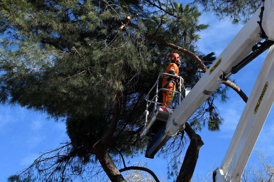 3 razones para contratar a un podador de árboles profesional